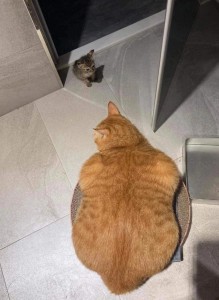 Создать мем: жирный кот, кошки, толстый кот