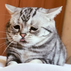 Создать мем: грустная кошка, печальный кот, грустный кот порода