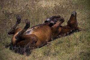 Создать мем: лошадь валяется в траве, лошадь кобыла, лошадь лежит на спине