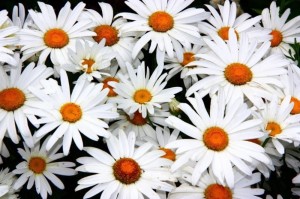 Create meme: chamomile chamomile, big daisies, white chamomile