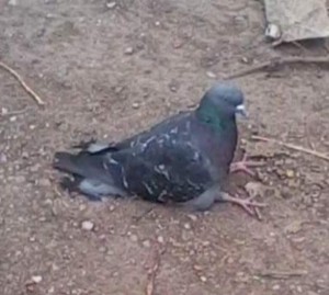 Create meme: a sad dove, pigeons doves, dove
