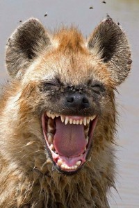 Create meme: hyena grin, the laughing hyena, hyena's laughter
