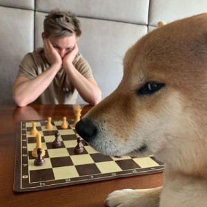 Create meme: dog bites, animals, Dog