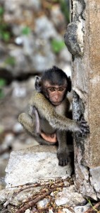Создать мем: фотографии обезьян, обезьянки, обезьяна чичичи