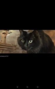 Create meme: cat, cat, black cat