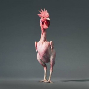 Create meme: plucked chicken, bald chicken