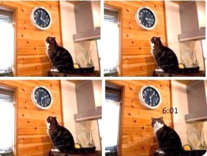 Создать мем: кот пора, кот смотрит на часы мем, кот и часы мем