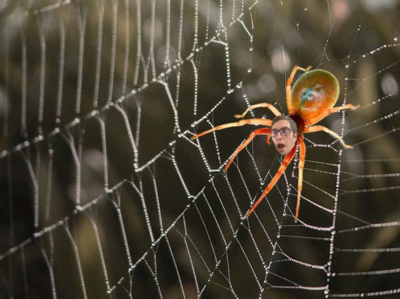 Создать мем: паук паук, паутина паука крестовика, паутина паука