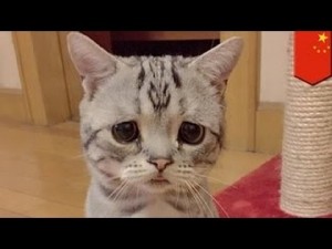 Create meme: rivederci, sad cat, cute kitten