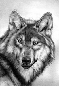 Create meme: the sketch of the wolf, wolf pencil