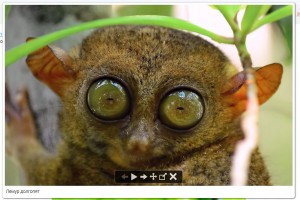 Create meme: big-eyed lemur, tarsier, lemur tarsier