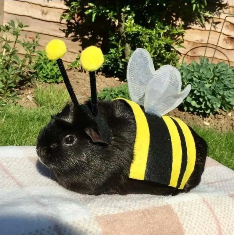 Create meme: rabbit bee, animals in a bee costume, cute animals