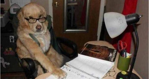 Создать мем: пес смешной, i sometimes do my homework after, собака