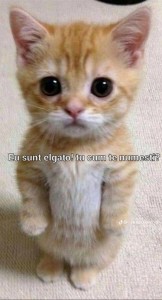 Create meme: compassionate cat, cute cats, plaintive cat
