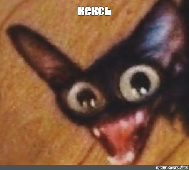 Отправить ВКонтакте. #кот. бешеная, чипсеки мем с котом/Мем. из шаблона. 