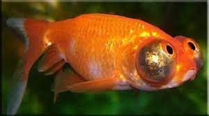 Создать мем: рыбка звездочет, рыбка золотая аквариумная, телескоп рыбка