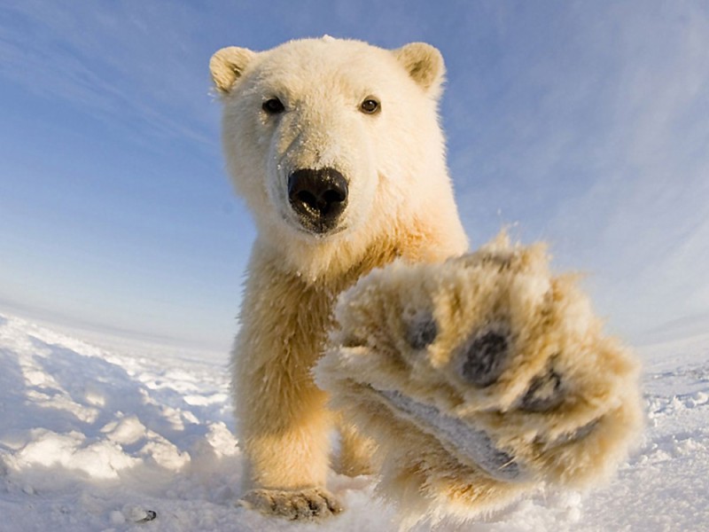 Создать мем: белый медведь wwf, радостный белый медведь, полярный медведь