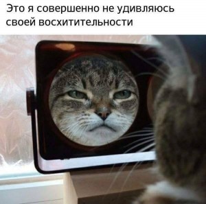 Создать мем: коты, кот в зеркале мем, мем мы с котом
