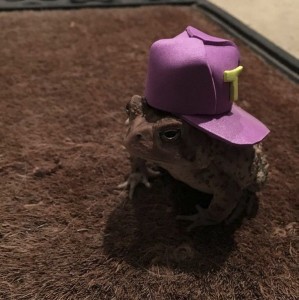 Создать мем: шляпа лягушка, лягушка в шляпке, жаба в шляпе