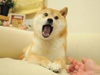 Создать мем: shiba, сиба ину doge, shiba inu