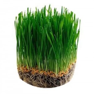 Create meme: oats sprouted, sprouted wheat grass, wheat germ png
