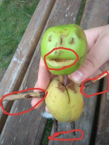 Создать мем: необычные овощи, фрукты, самые необычные яблоки