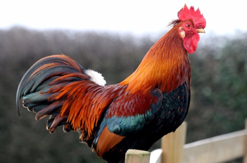 Create meme: red rooster , the most beautiful cock in the world, rooster 