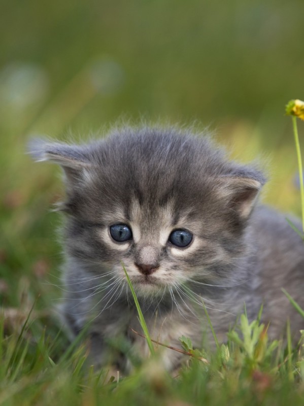 Create meme: kittens are very cute, cute kittens , cute little kittens