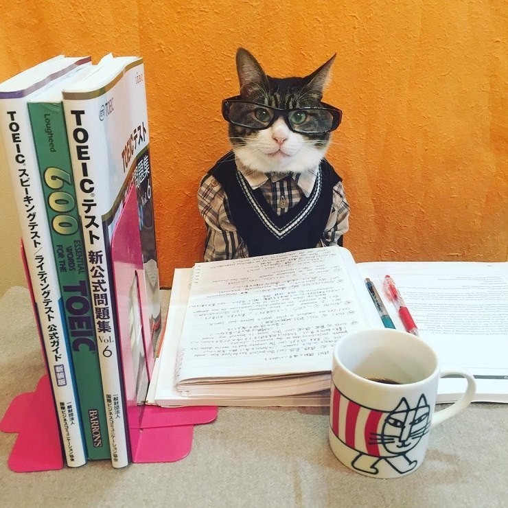 Создать мем: кот с книжкой, котик учитель, кот в шапочке магистра