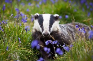 Create meme: European badger, badger