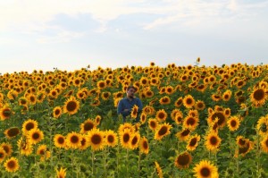 Create meme: field of sunflowers pictures, sunflower field, the picture in Bashkiria sunflower