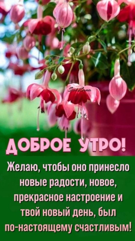 Create meme: good morning , fuchsia, postcards good morning