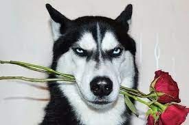 Создать мем: собака с цветами в зубах, недовольный хаски, хаски морда