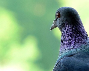 Create meme: pigeons rock doves perched, bird dove, dove
