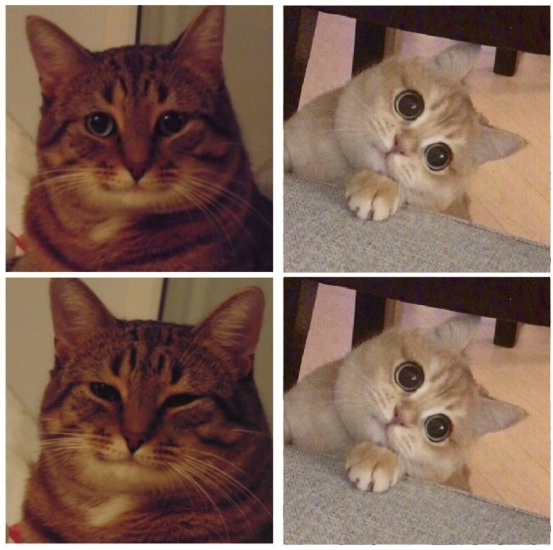 Создать мем: котик мем, мем кошка, мемы с котами