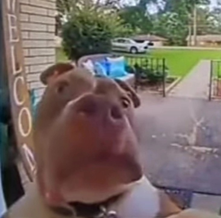 Create meme: dog rings doorbell, video jokes, pitbull dog