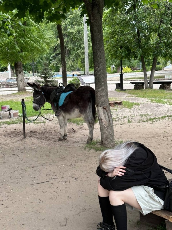 Create meme: rostov zoo, rostov zoo pony riding, Kaliningrad zoo 