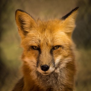 Create meme: Fox face, red Fox, Fox