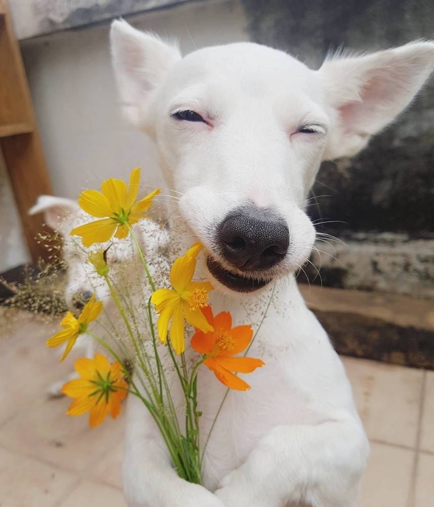 Создать мем: собака улыбака джек рассел, белая собака улыбается, собака с цветами