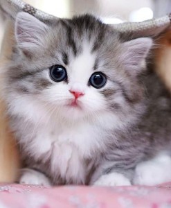 Create meme: cute kittens, adorable kittens, cats kittens