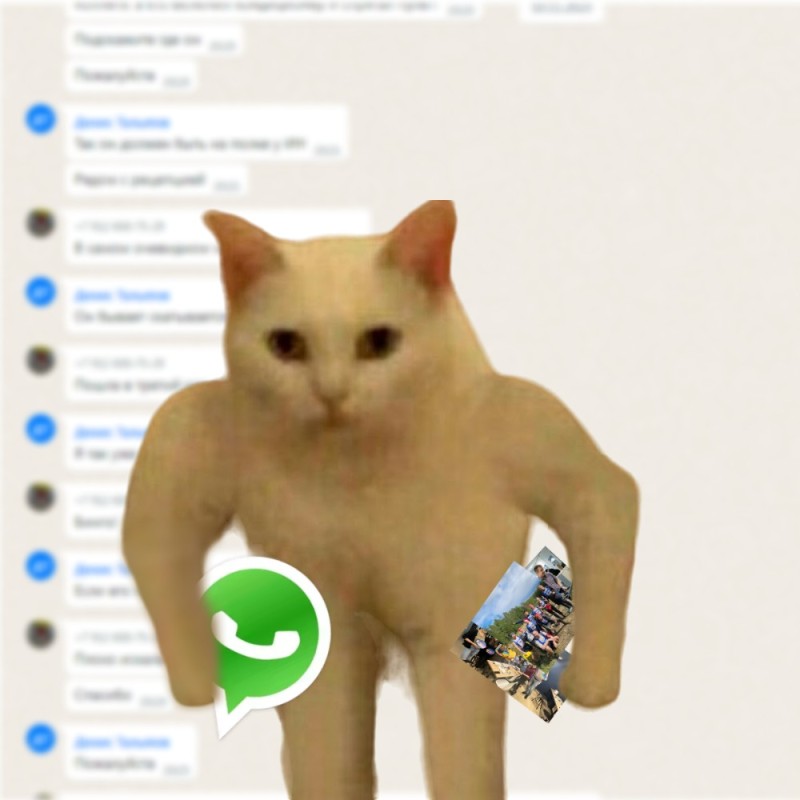Создать мем: коты мемы на прозрачном фоне, мем котик, кот мем