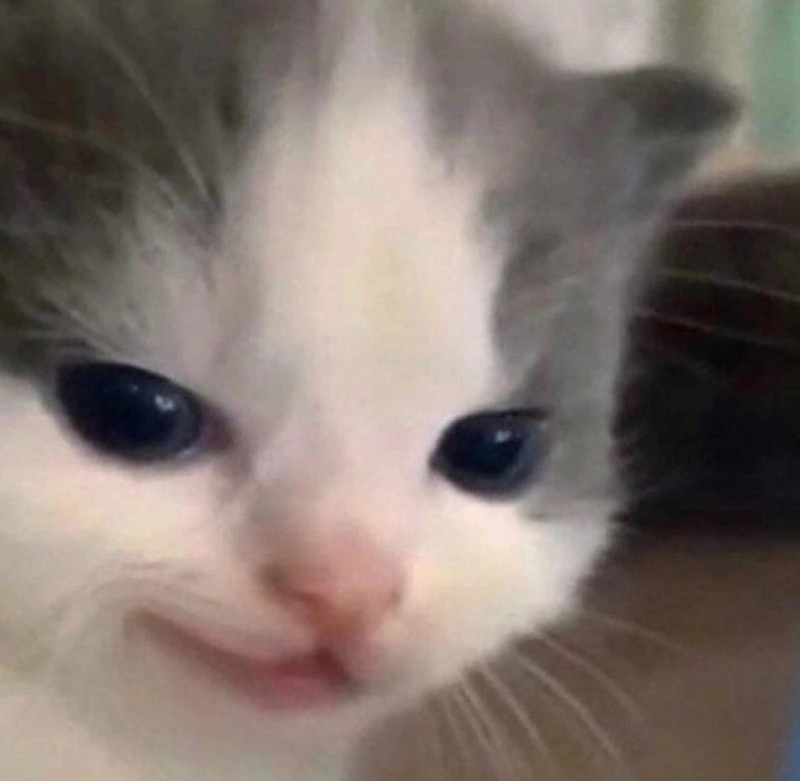 Create meme: meme of cute cat, crying kitten, meme kitten 
