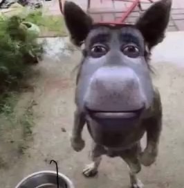 Create meme: donkey from Shrek, shrek and the donkey, donkey shrek