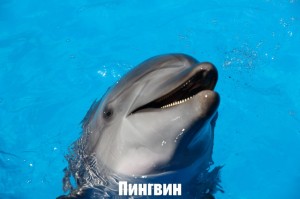 Создать мем: дельфин golfinho, дельфины зубы, дельфины