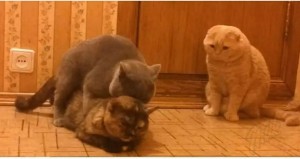 Создать мем: cats, скоттиш фолд рыжий, кот трахает кошку фото