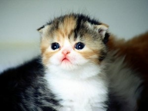 Создать мем: cute, kedi, kucing