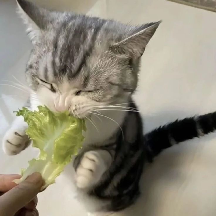 Create meme: cat and broccoli, cat with salad, cat and vegetables
