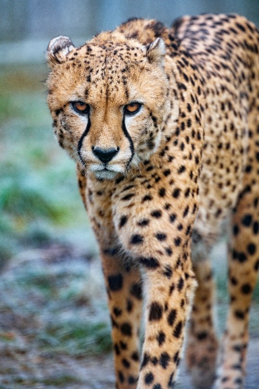 Create meme: predatory animals, cheetah animals, cheetah predator