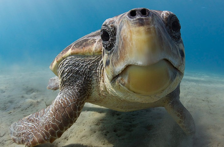 Create meme: sea turtle, sea turtle, turtles on gili air