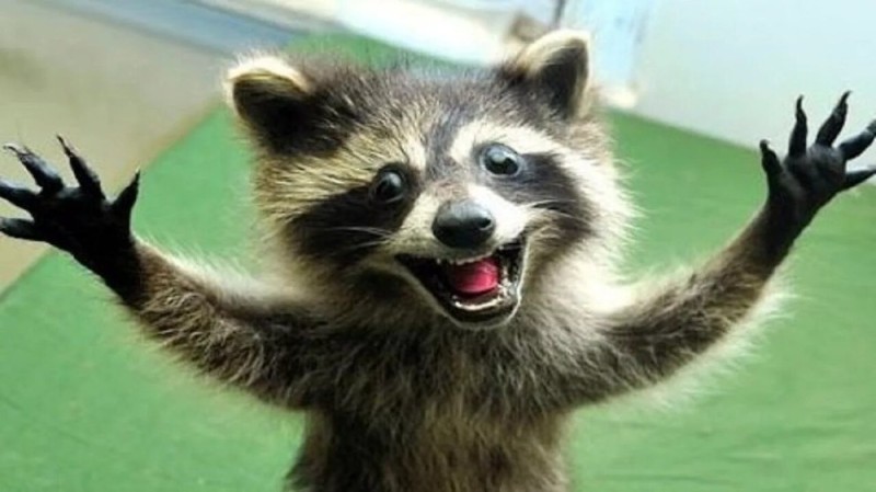 Create meme: happy raccoon, raccoons , funny raccoons
